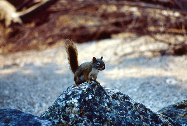 20000801   Yellowstone 118